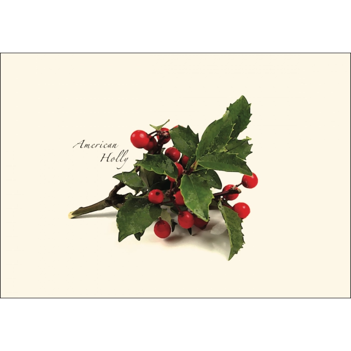 American Holly | 8 Card Set