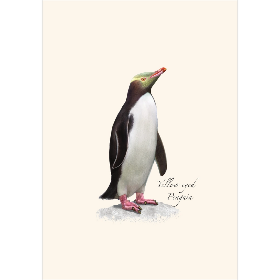 Penguin | 8 Card Set