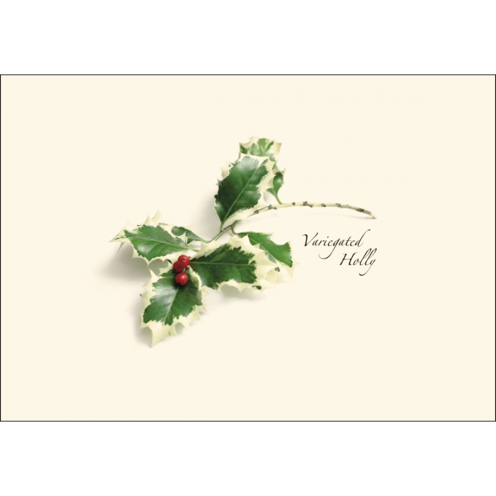 American Holly | 8 Card Set