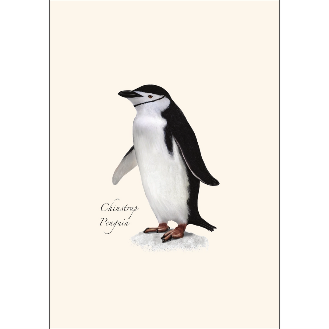 Penguin | 8 Card Set