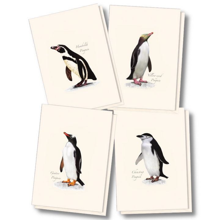 Penguin | 8 Card Set