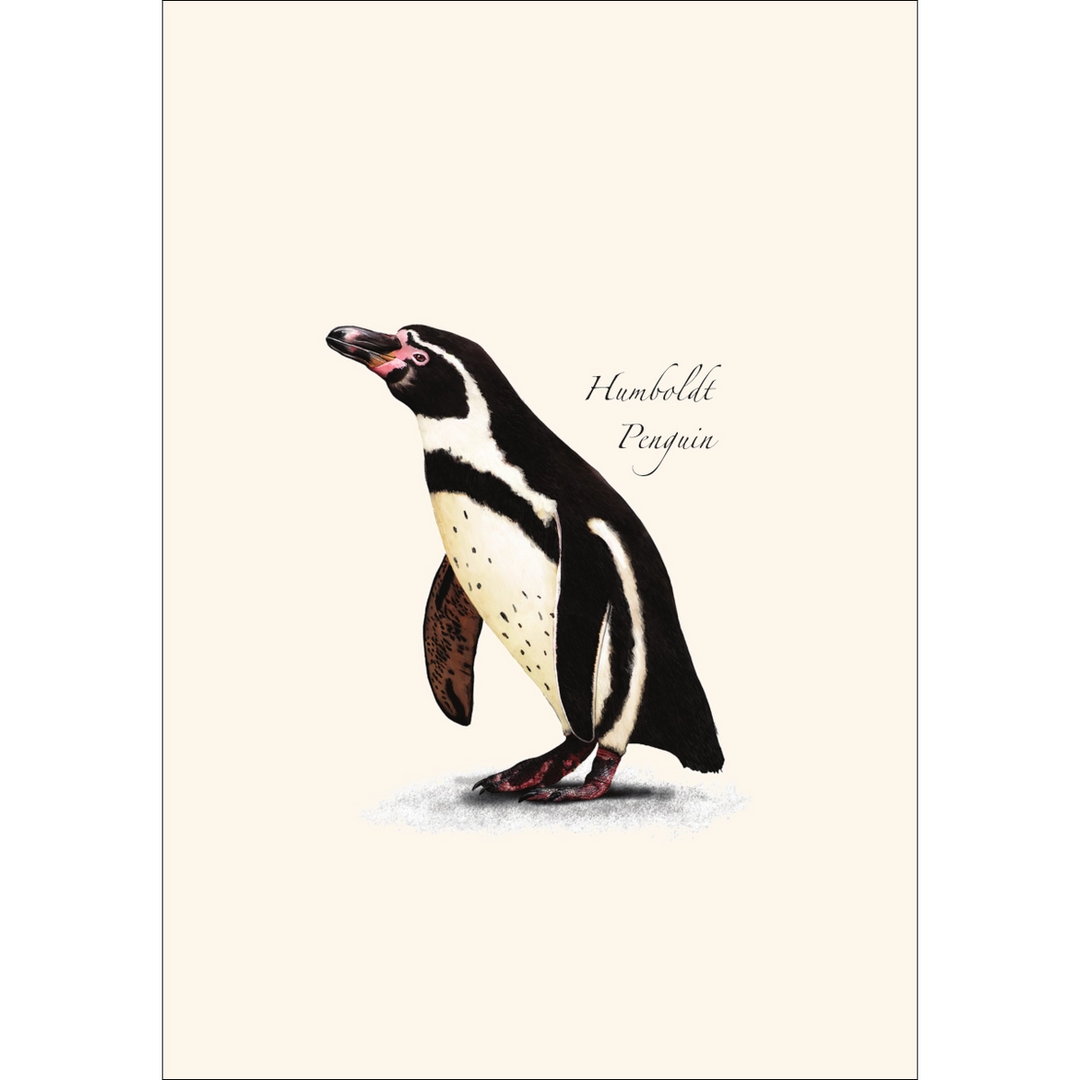 Penguin | 8 Card Set