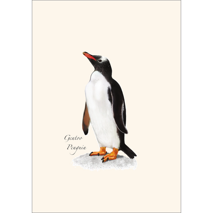 Penguin | 8 Card Set