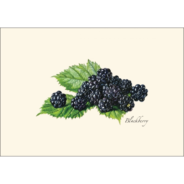 Berry Assortment II | 8 Card Set