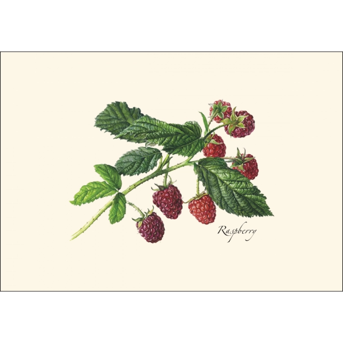 Berry Assortment II | 8 Card Set