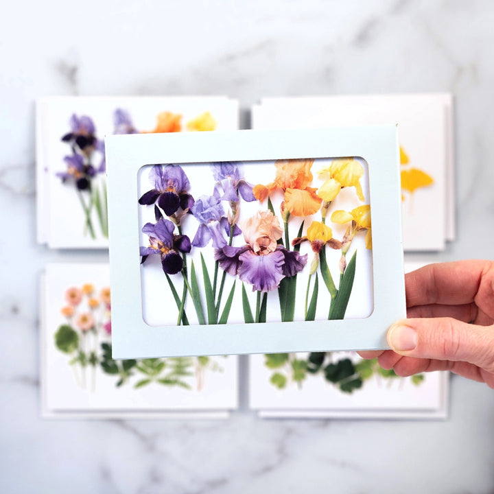 Vibrant Ombres | Assorted 8 Card Set